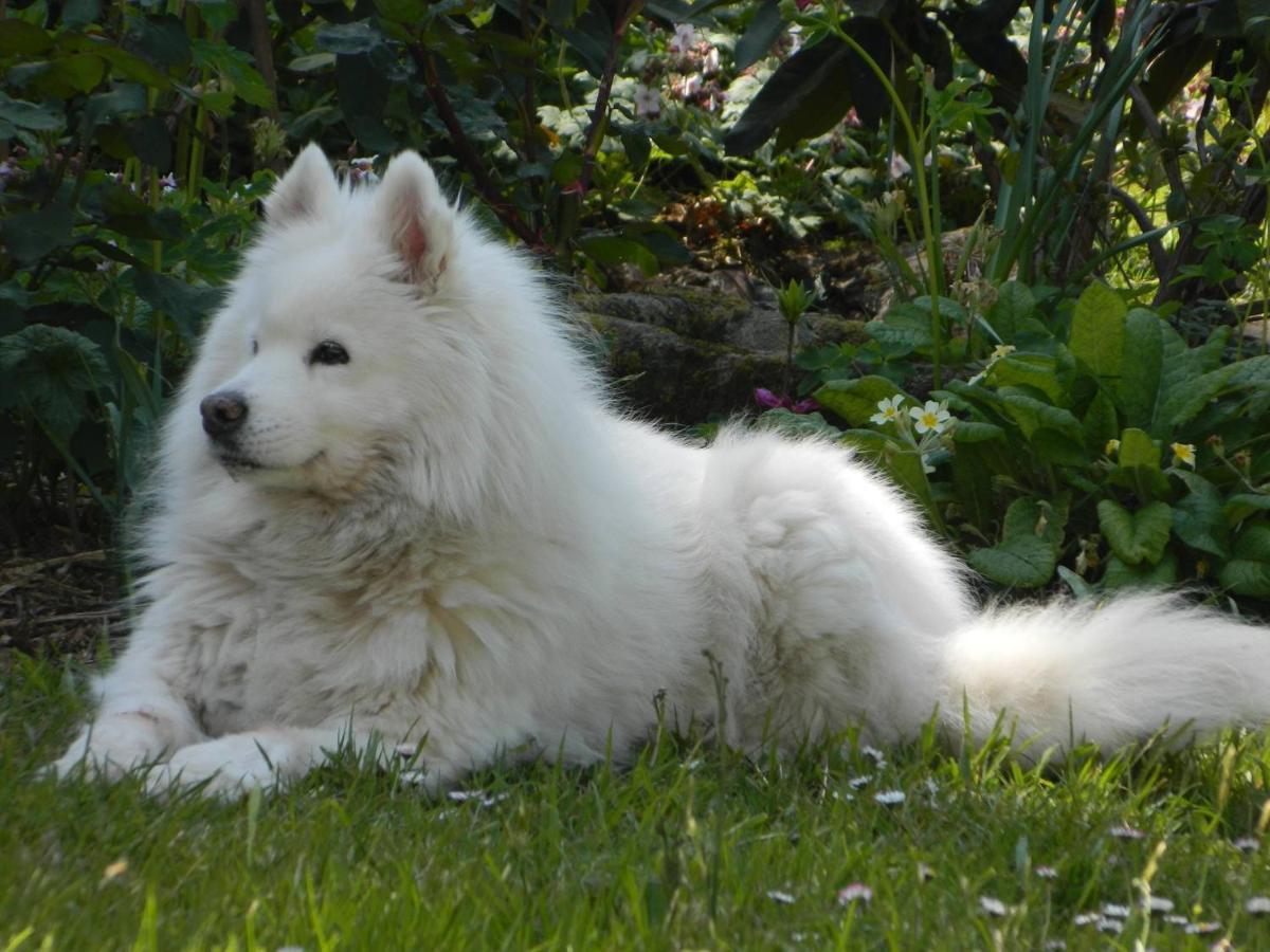 Le Rocher Du Samoyede Dirinon Екстериор снимка