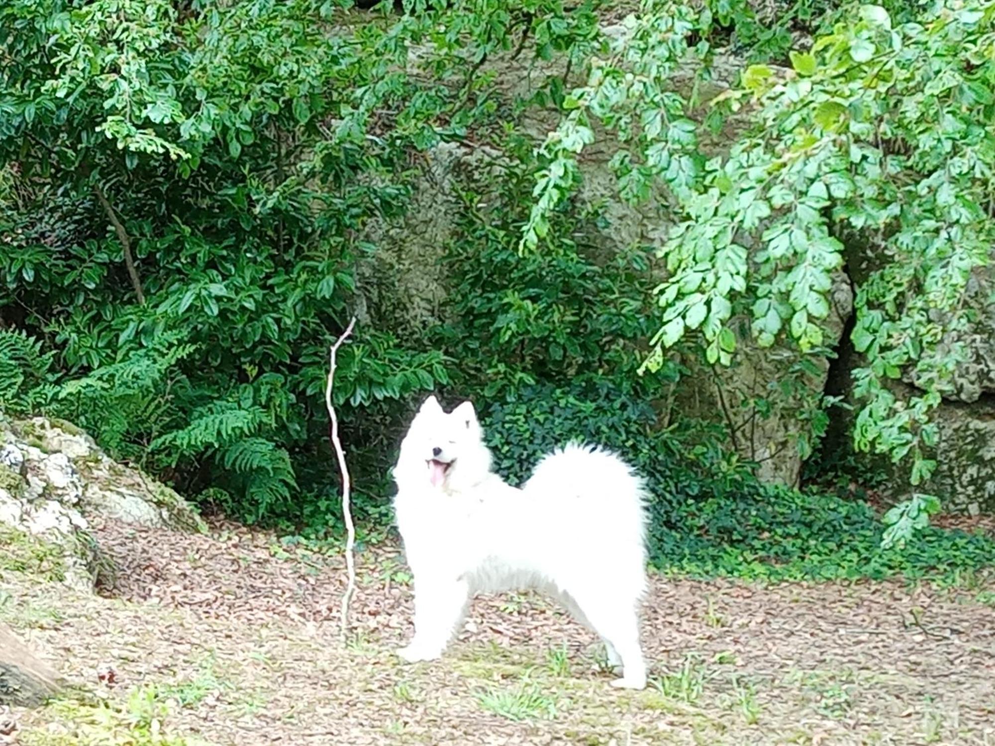 Le Rocher Du Samoyede Dirinon Екстериор снимка